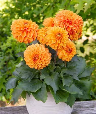 Dahlia x hortensis