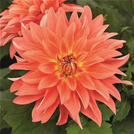 DAH_LubegaXL_Orange_430140 (2).jpg