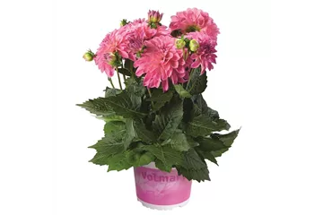 Dahlia x hortensis