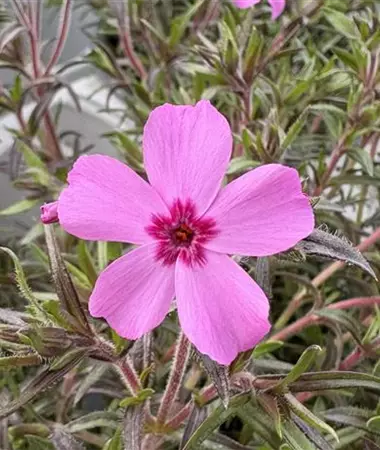 Phlox subulata