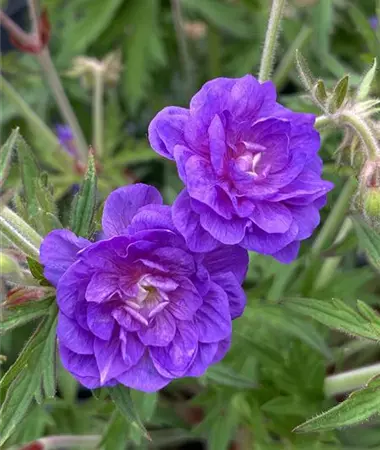 Geranium pratense