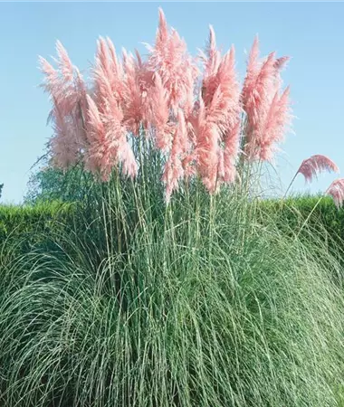 Cortaderia selloana