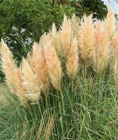 Cortaderia selloana