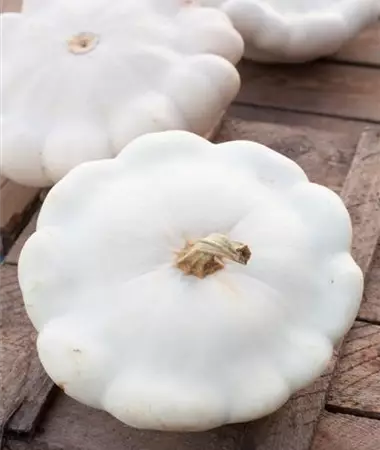 Cucurbita pepo