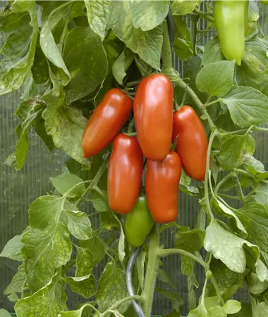 Solanum lycopersicum (Lyc. esculentum)
