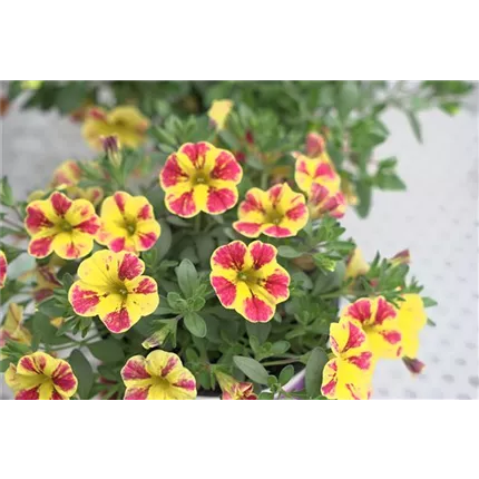 CAL_Calita® Special_Cherry Star_411340_128 │ URC_Calibrachoa_MiniFamous_Neo_YellowRedPurple_08916 (5).JPG