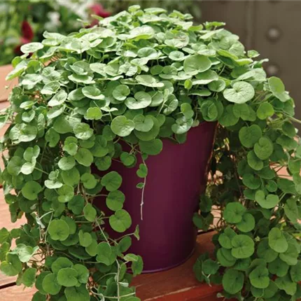 DIC_EmeraldFalls_440795.jpg DIC_EmeraldFalls_440795.jpg