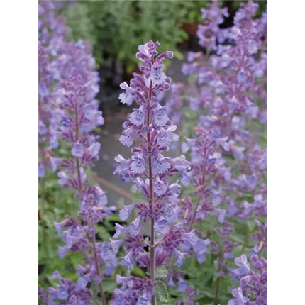 NEP Six Hills Giant_IMG_2617 _457925_KATALOG.jpg