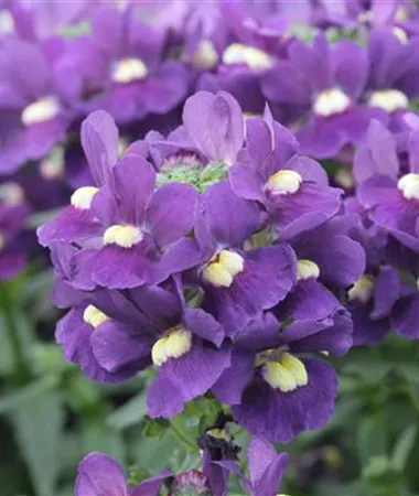 Nemesia x fruticans