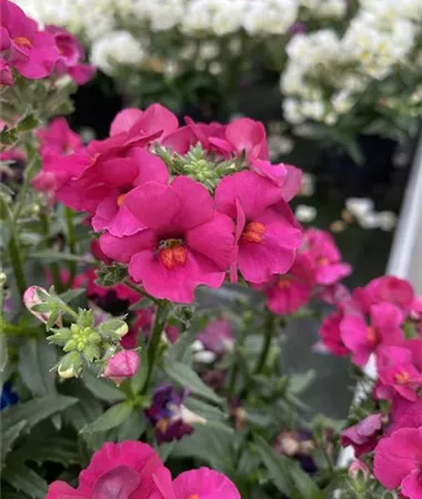 Nemesia x hybrida