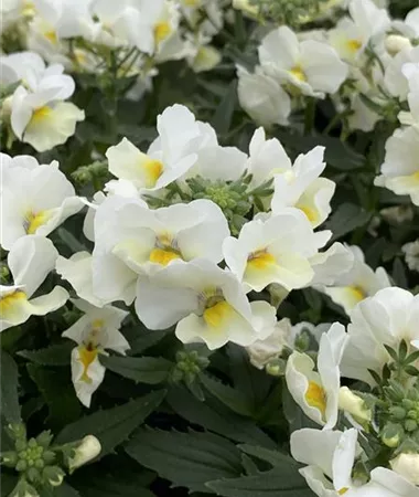 Nemesia x hybrida