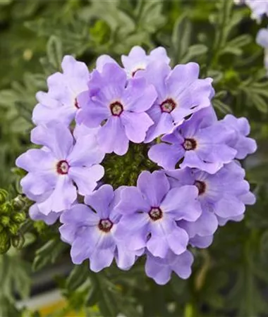 Verbena x peruviana