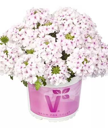 Verbena x peruviana