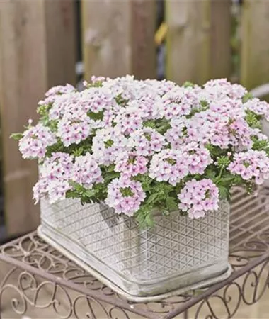 Verbena x peruviana