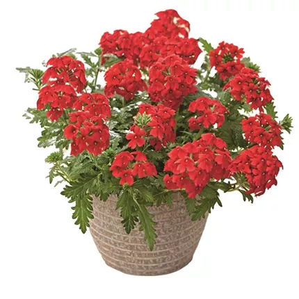 VER Vectura® Scarlet 482249_bearbeitet_KATALOGBILD.tif