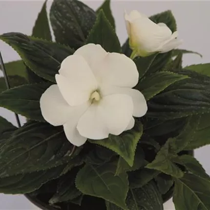 IMP Magnifico Snow GGG 450144.jpg