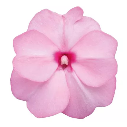 IMP_Magnifico_SoftPink_450146.jpg