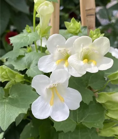 Lophospermum x hybridus