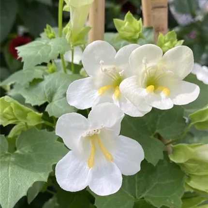 LOP_Lofos Compact _White_84_455735_IMG_5564_KATALOGBILD.JPG