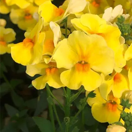 NEM_Lyric Yellow_457770_SO_KATALOGBILD.jpg