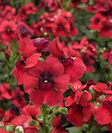 Nemesia x hybrida