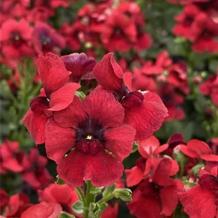 NEM_Lyric®_Deep Red_128_457747_IMG_5014_KATALOGBILD.JPG