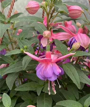 Fuchsia cultivars