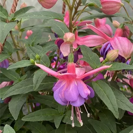 FUC_Leonita Double_Rose-Blue_128_443639_IMG_5206_KATALOGBILD.JPG