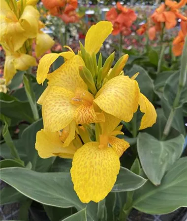 Canna indica