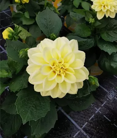 Dahlia x hortensis