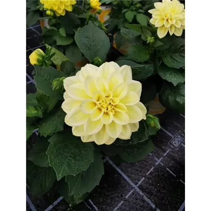 DAH_Lubega_Lemon Ice_429003_IMG_20210409_175434_KATALOG.jpg