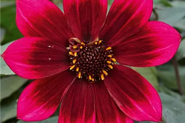 Dahlia x hortensis