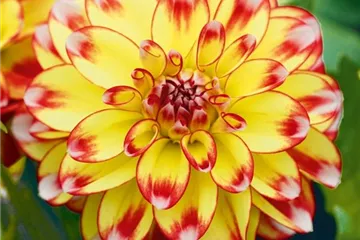 Dahlia x hortensis