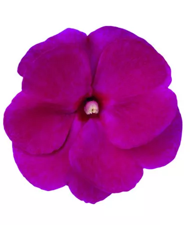 Impatiens x Neu-Guinea