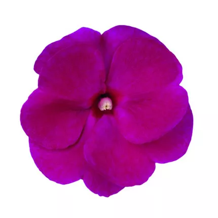 IMP_Magnifico_Purple_IMP25_450134_IMP-20065-0247-Elsner-pac_bearbeitet_KATALOGBILD.jpg