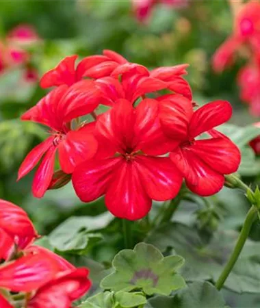 Pelargonium x peltatum