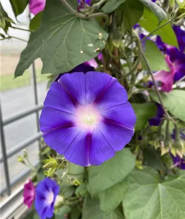Ipomoea purpurea