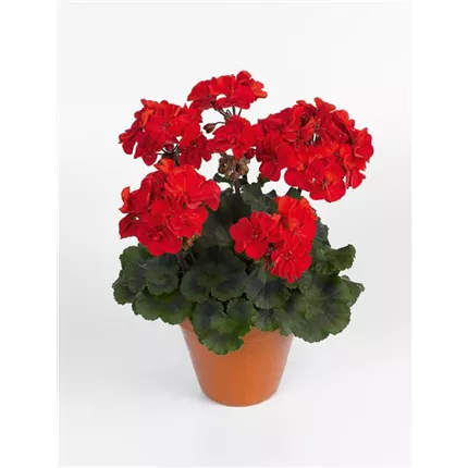 PEL_Grandeur® Dark_Royal Red_461661_10502_02_KATALOG.jpg