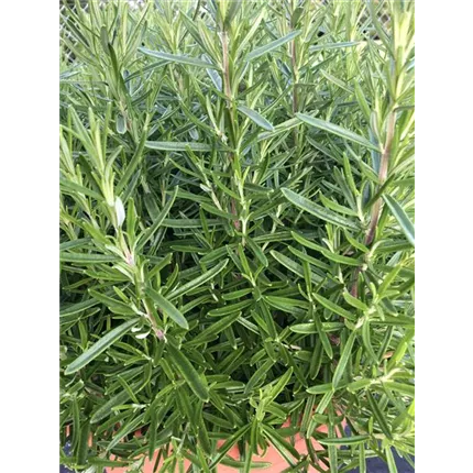 556220 Rosmarin Britania.jpg