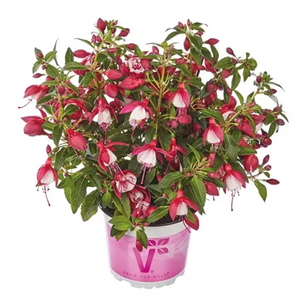 FUC_Fuchsita_Carmine-White_IMP_443305.jpg