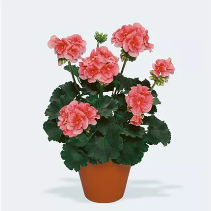 PEL_Grandeur® Dark_Salmon_461663_pac_Lorena_10504_KATALOG.jpg