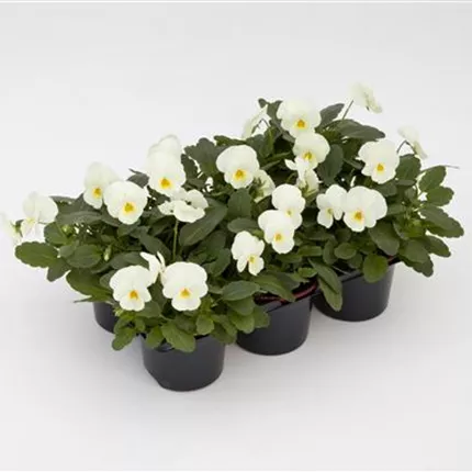 VIO_Twix® F1_Cream_483060_14106151.jpg