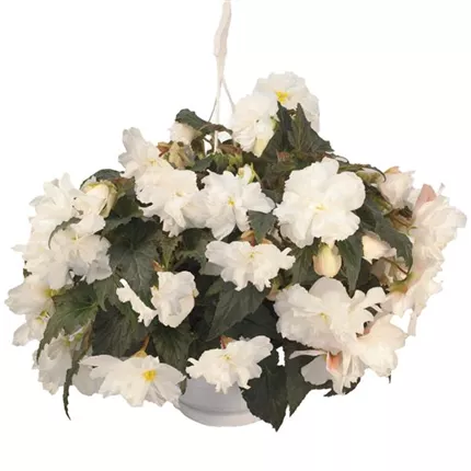 Begonia-Nonstop® Joy F1 408675_bearbeitet_KATALOGBILD.tif