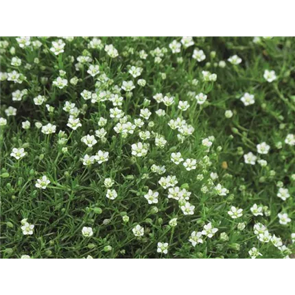 SAG Green Moss_475000_KATALOG.jpg