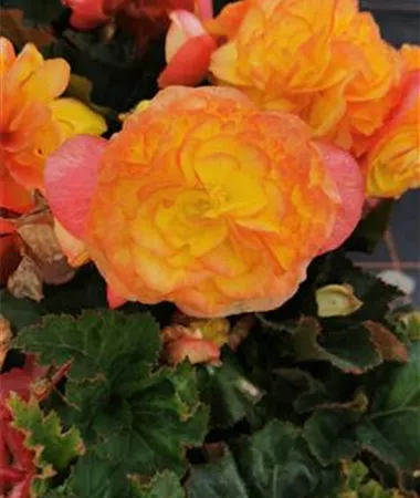 Begonia x tuberhybrida