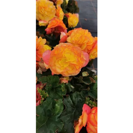 BEG_Tubby Orange Bicolor_IMG_20210817_112052_408624_KATALOG.jpg