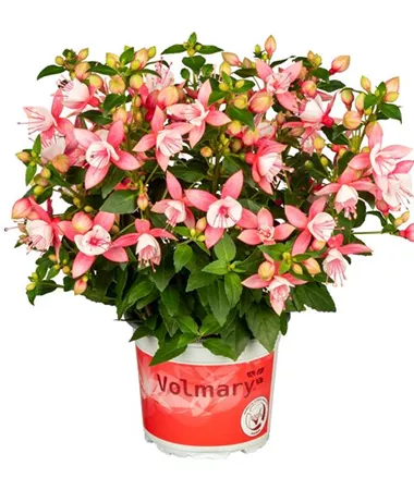 Fuchsia cultivars