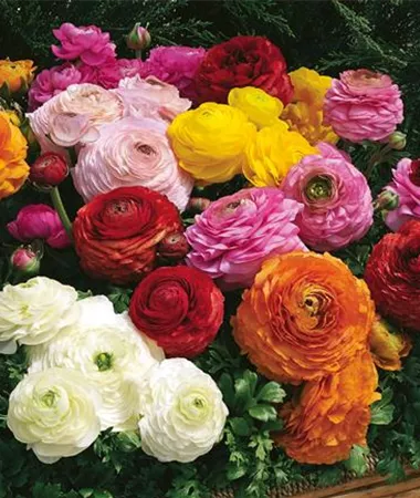 Ranunculus x asiaticus