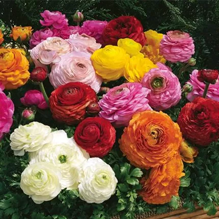 RAN_Magic F1_Mix_473700_10305-70004272-MagicMix_L_KATALOG.jpg