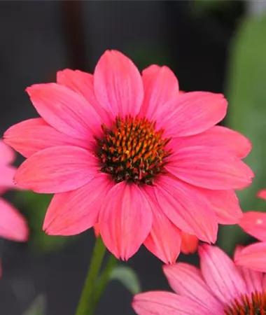 Echinacea purpurea